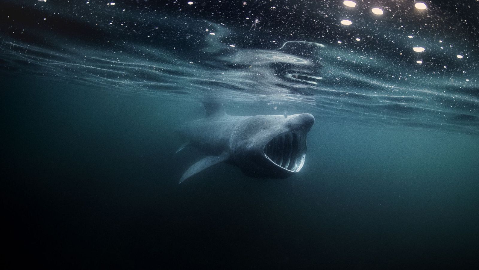 Las islas salvajes de Irlanda - Invierno salvaje - ver ahora