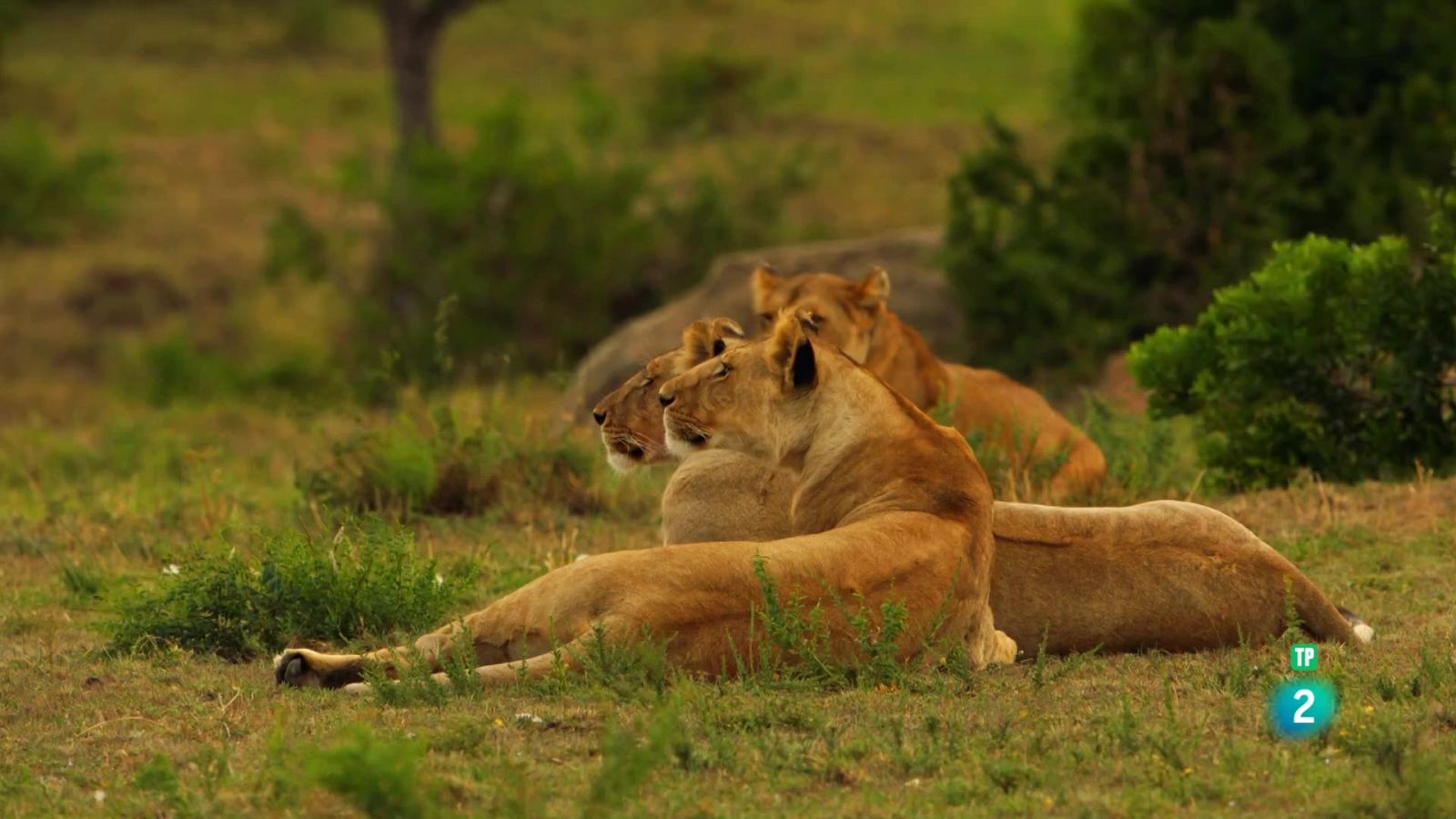 Grans Documentals - Lleons contra hienes: Enfrontament entre clans - Veure ara