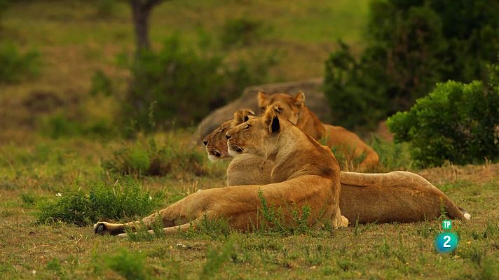 Som Documentals - Lleons contra hienes: Enfrontament entre clans