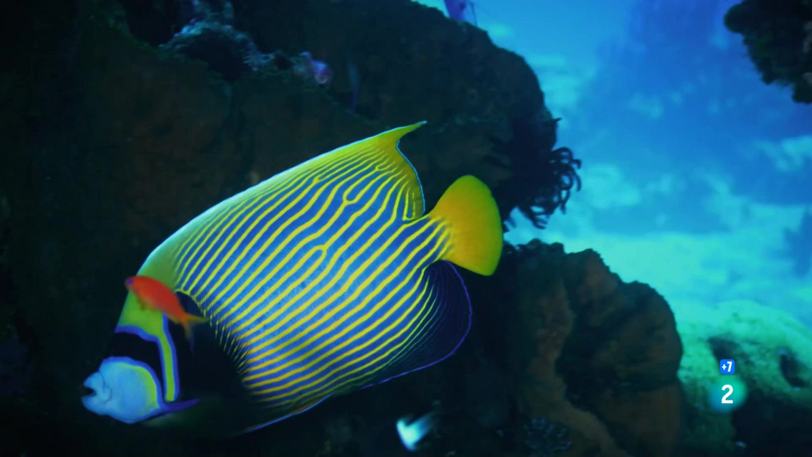 Grans Documentals - A les profunditats de l'oceà: La procreació - Veure ara