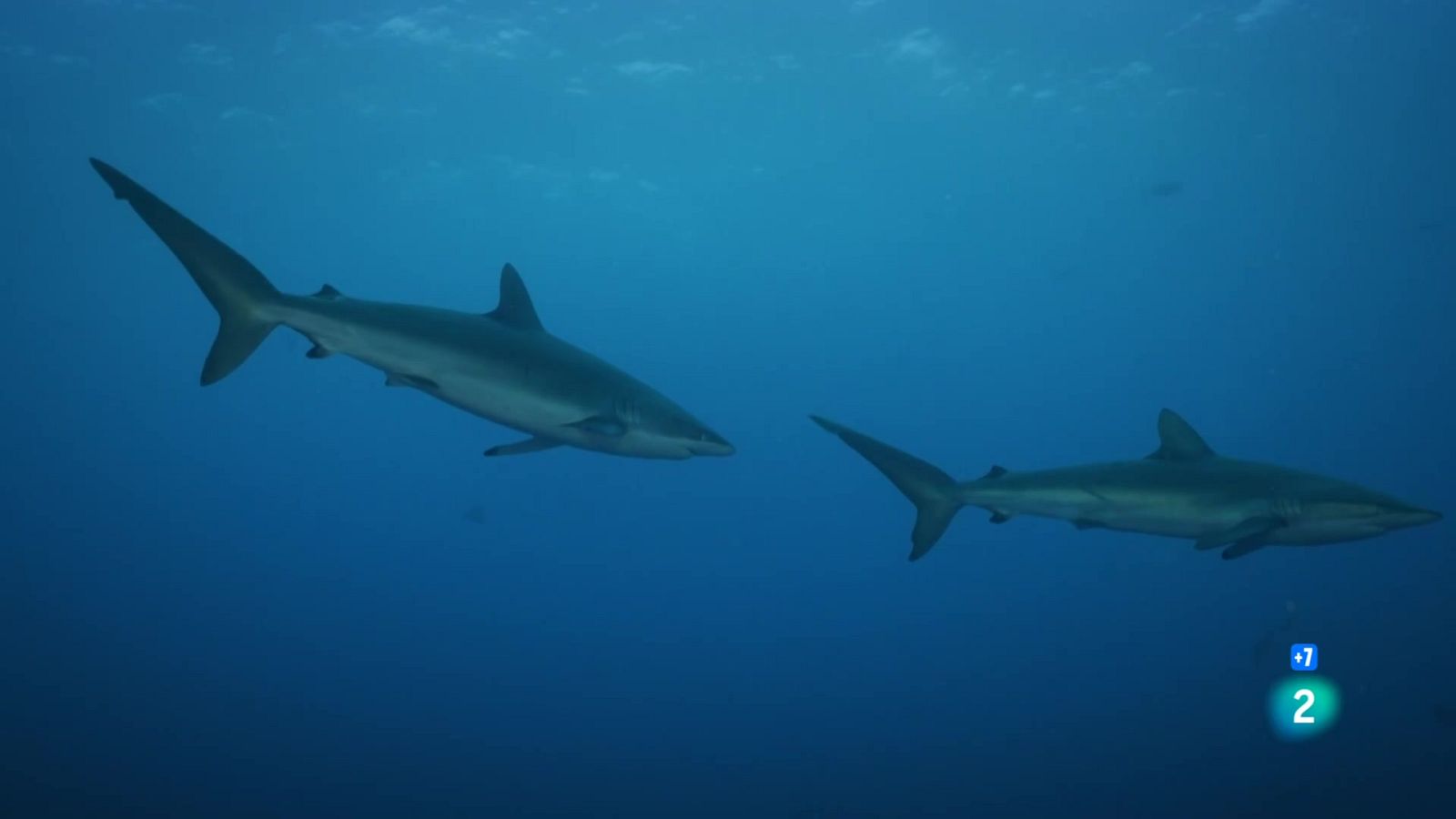 Grans Documentals - A les profunditats de l'oceà: L'ofensiva - Veure ara