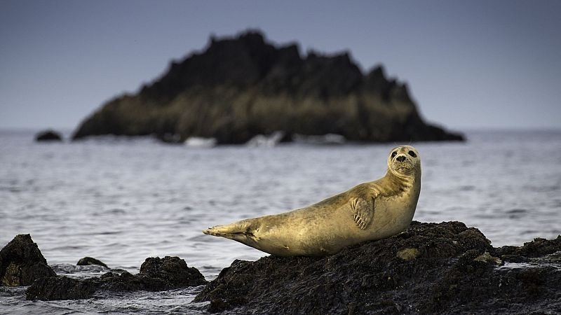 Las islas salvajes de Irlanda - Verano al  límite - ver ahora