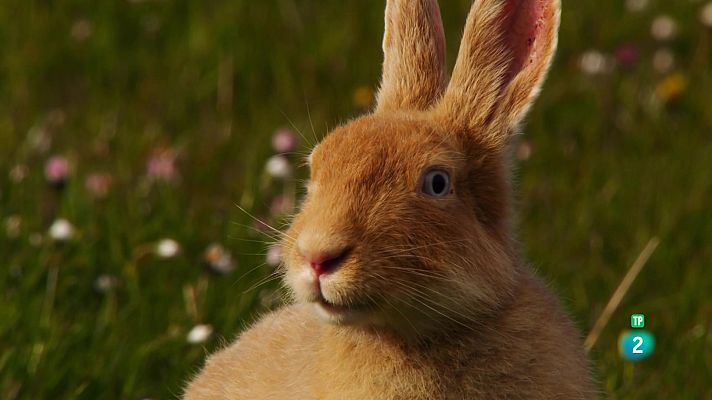Som Documentals - Les illes salvatges d'Irlanda: Estiu al límit