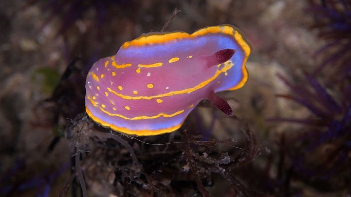 Viviente - Segunda parte - Los cursos de agua