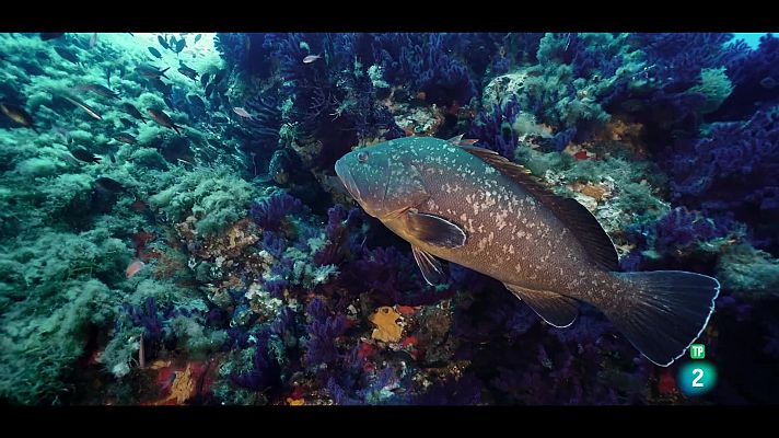 Som Documentals - El món viu: Els cursos d'aigua