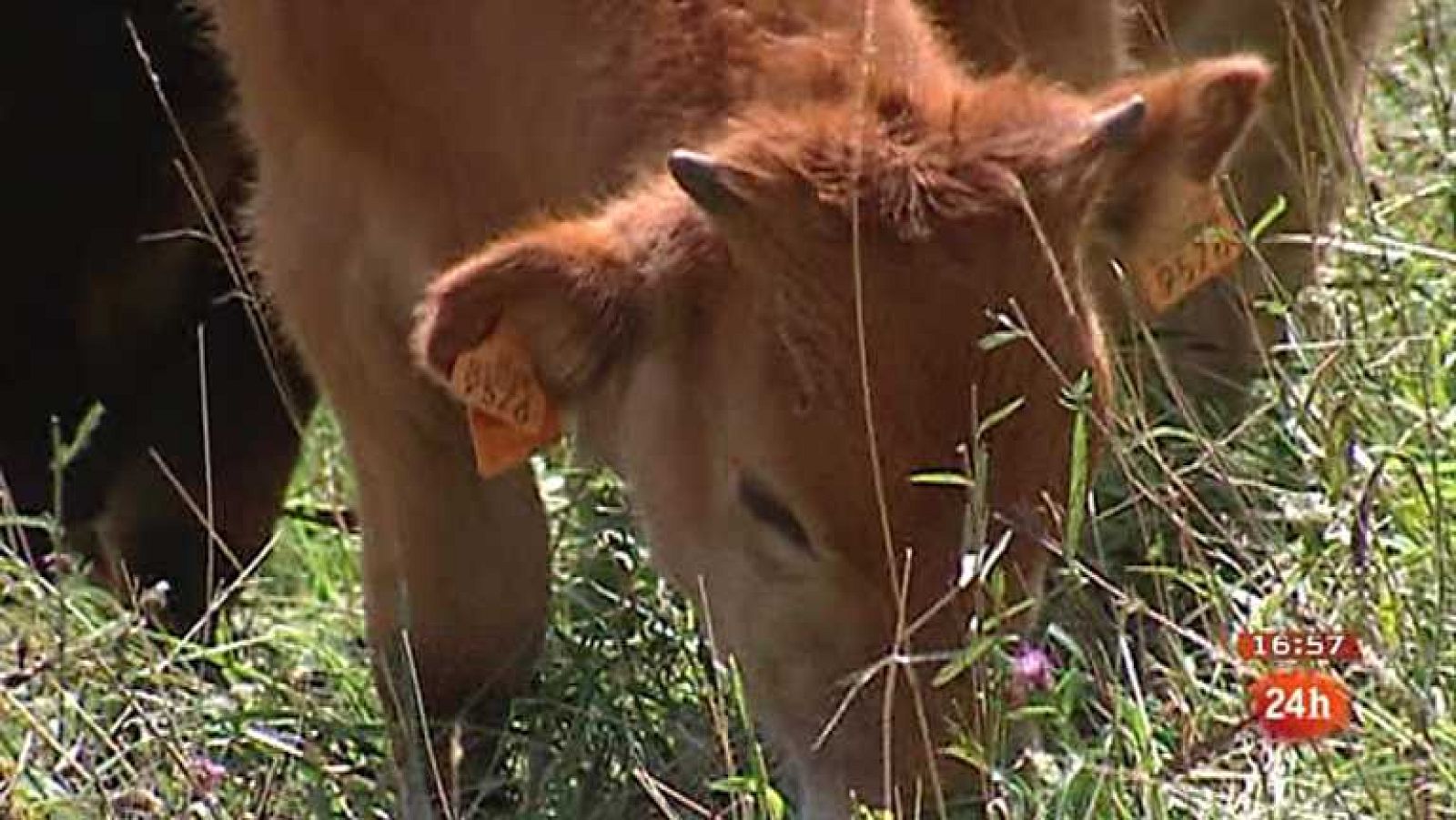 España en 24 horas - 13/12/12 - Ver ahora