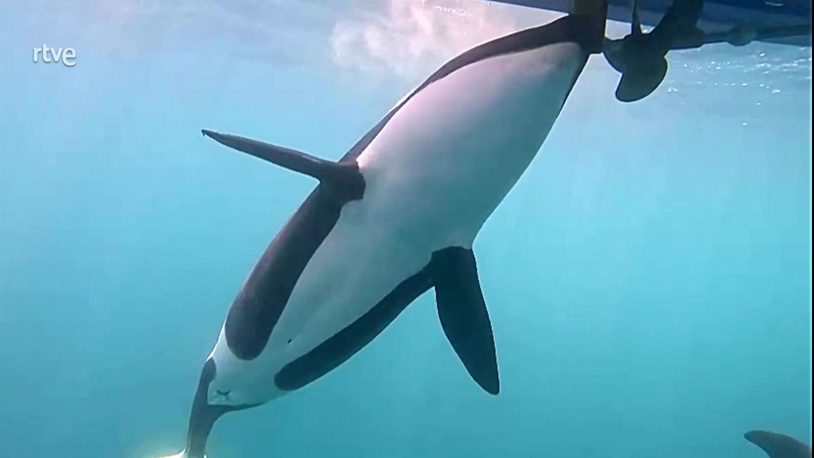 El escarabajo verde - Al borde del abismo - Parte 2 - ver ahora