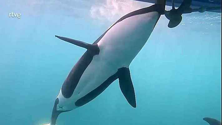 El escarabajo verde - Al borde del abismo - Parte 2