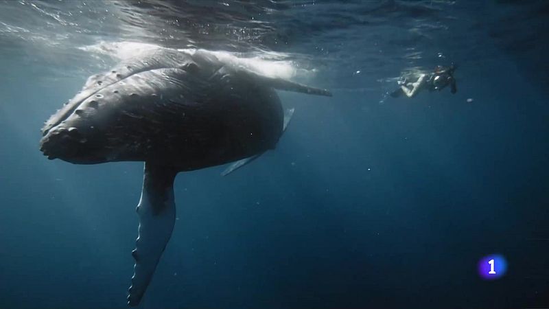 Ballenas con derechos
