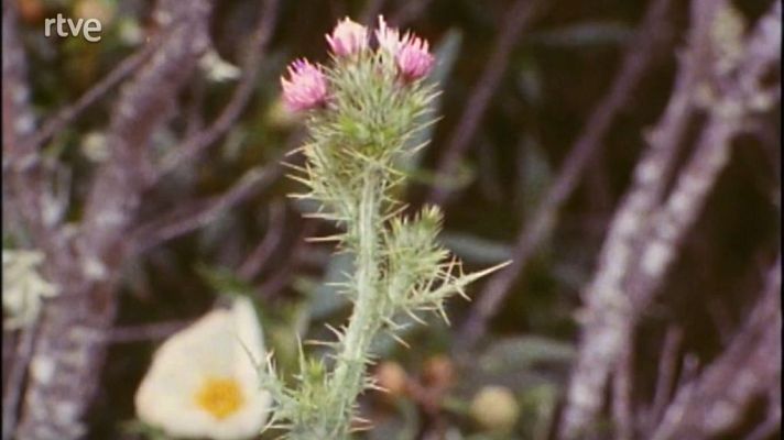 Nuestros árboles - Árboles de la vida (Parte 2)
