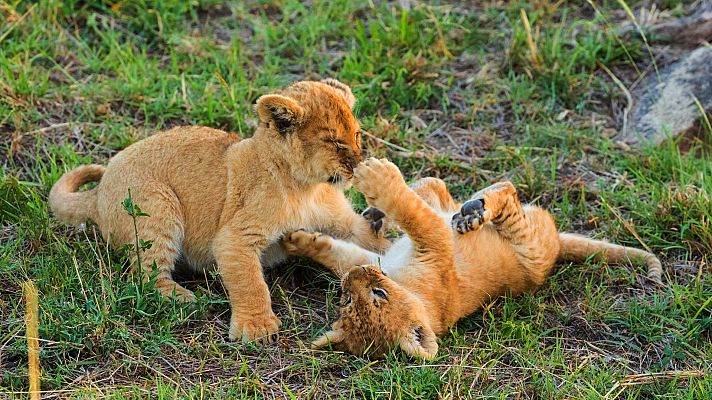 La hermandad de los leones - El camino hacia la cima