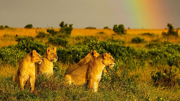 La hermandad de los leones - Época de bonanza