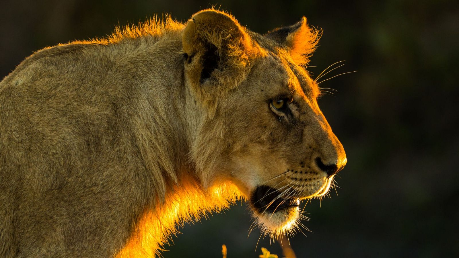 La hermandad de los leones - Episodio 3: La guerra contra el búfalo - ver ahora