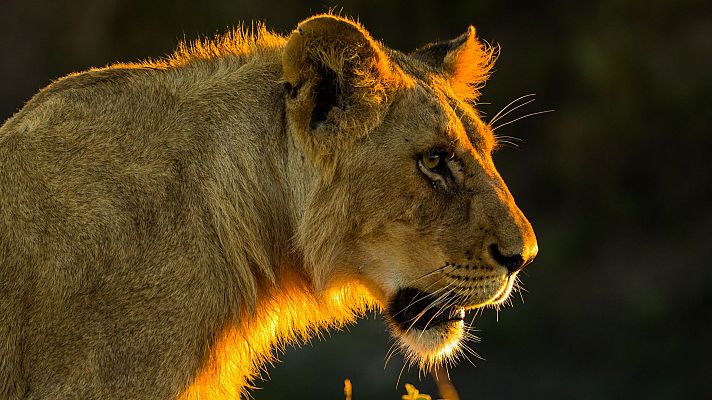 La hermandad de los leones - La guerra contra el búfalo