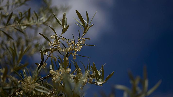 Telediario 1 - El aceite seguirá caro hasta otoño: se espera una buena cosecha para la siguiente campaña