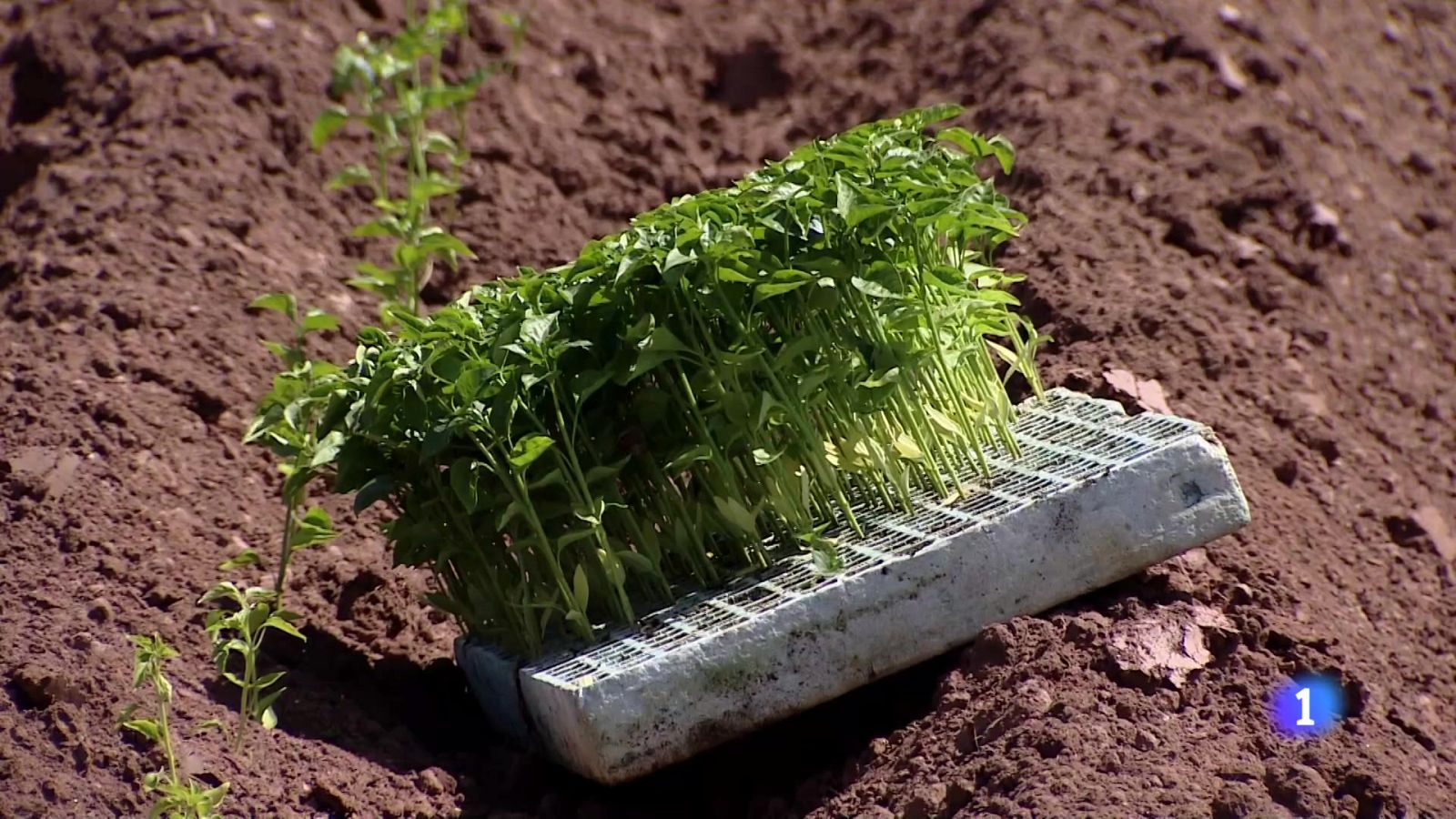 Telerioja en 2' - 31-05-2024 | Ver