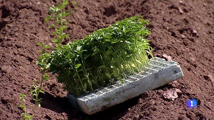 Informativo Telerioja - Telerioja en 2' - 31-05-2024