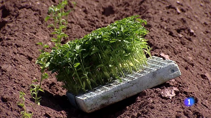 Telerioja en 2' - 31-05-2024 | Ver