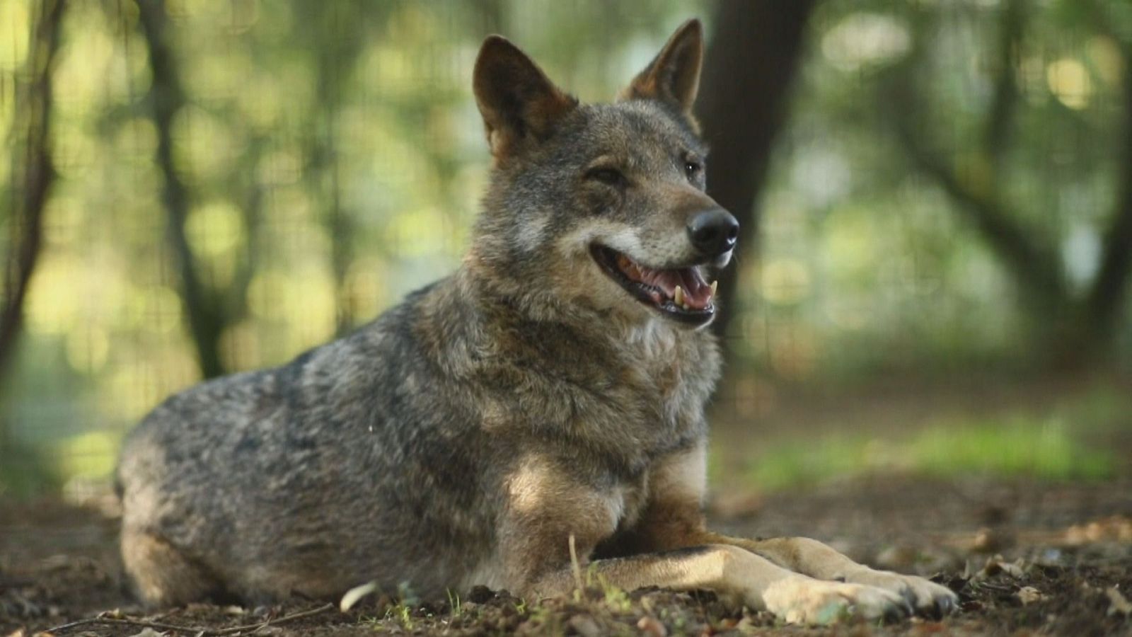 Agrosfera - 01/06/24 - ver ahora