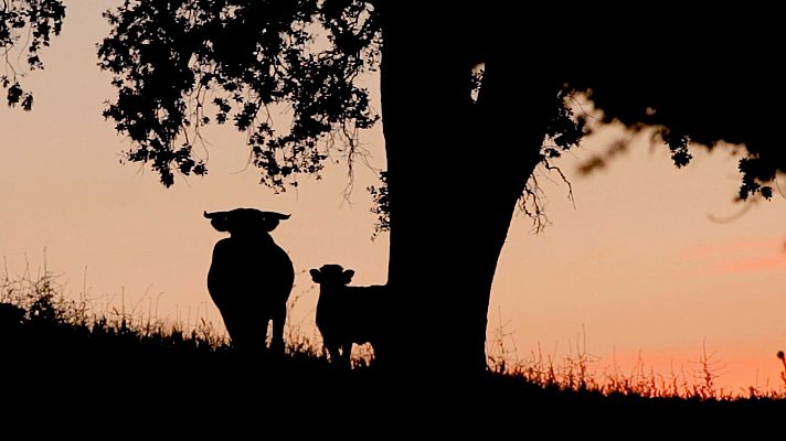 Tendido cero - Tendido Cero - 01/06/24