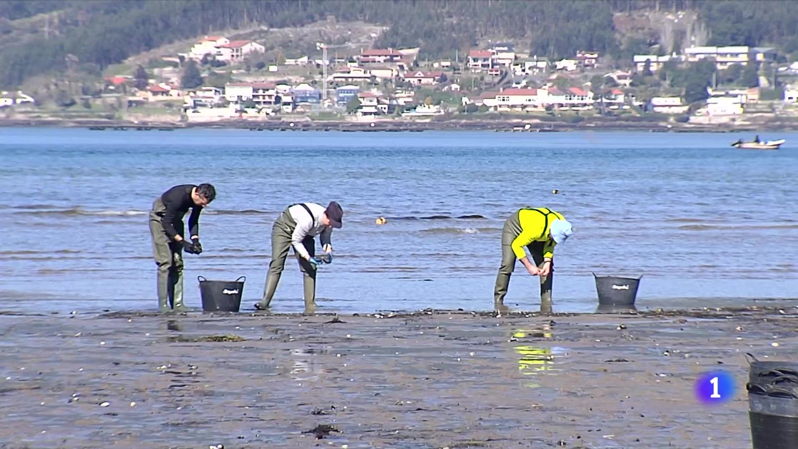 Falta semilla para la cría de almeja | Ver