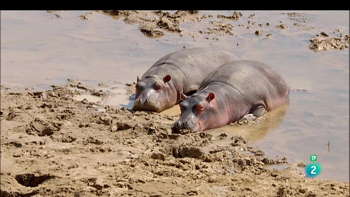 Som Documentals - Relats de Zàmbia: El riu dels hipopòtams