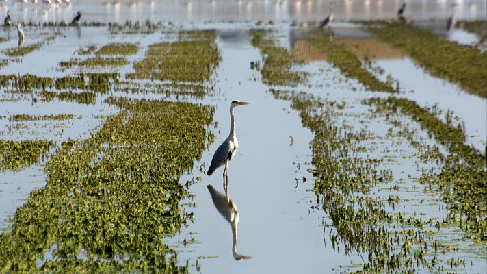 La tarde en 24h - Los jurados de los Premios Rei Jaume I apoyan que la Albufera de Valencia sea Reserva de la Biosfera