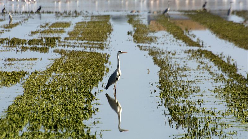 Premios Nobel piden a la Unesco más protección para la Albufera de Valencia - La tarde en 24h | Ver