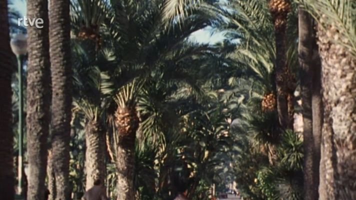 Nuestros árboles - Las palmeras de la península