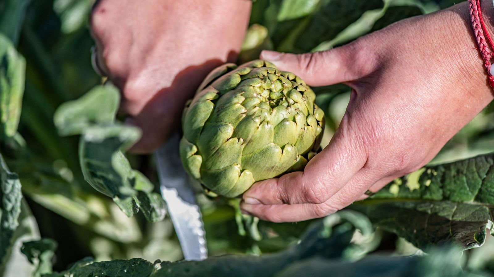 "El precio en la agricultura lo marca quien tiene más poder" - Informativo 24h | Ver