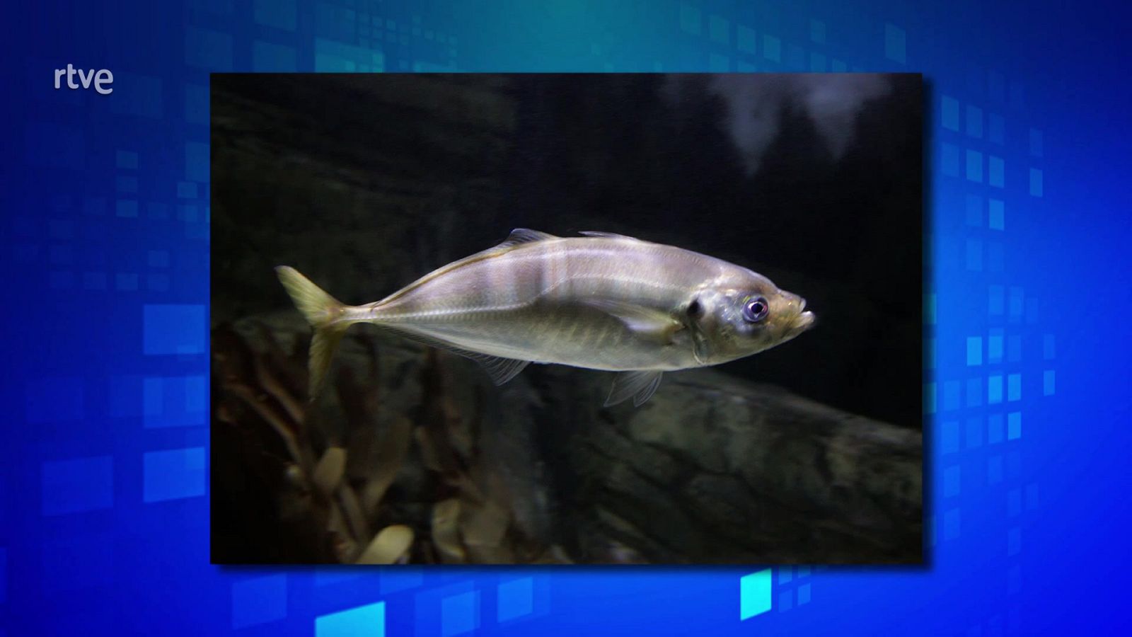 Saber y ganar - 05/06/24 - ver ahora