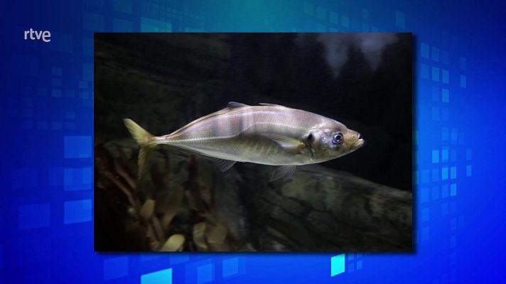 Saber y ganar - Saber y ganar - 05/06/24