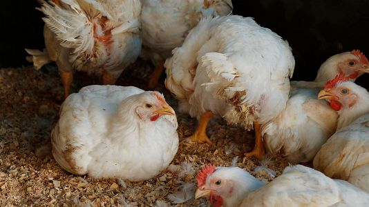 La OMS reporta en M�xico la primera muerte humana por gripe aviar en el mundo