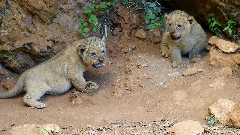Cabárceno da la bienvenida a dos cachorros de león | Ver