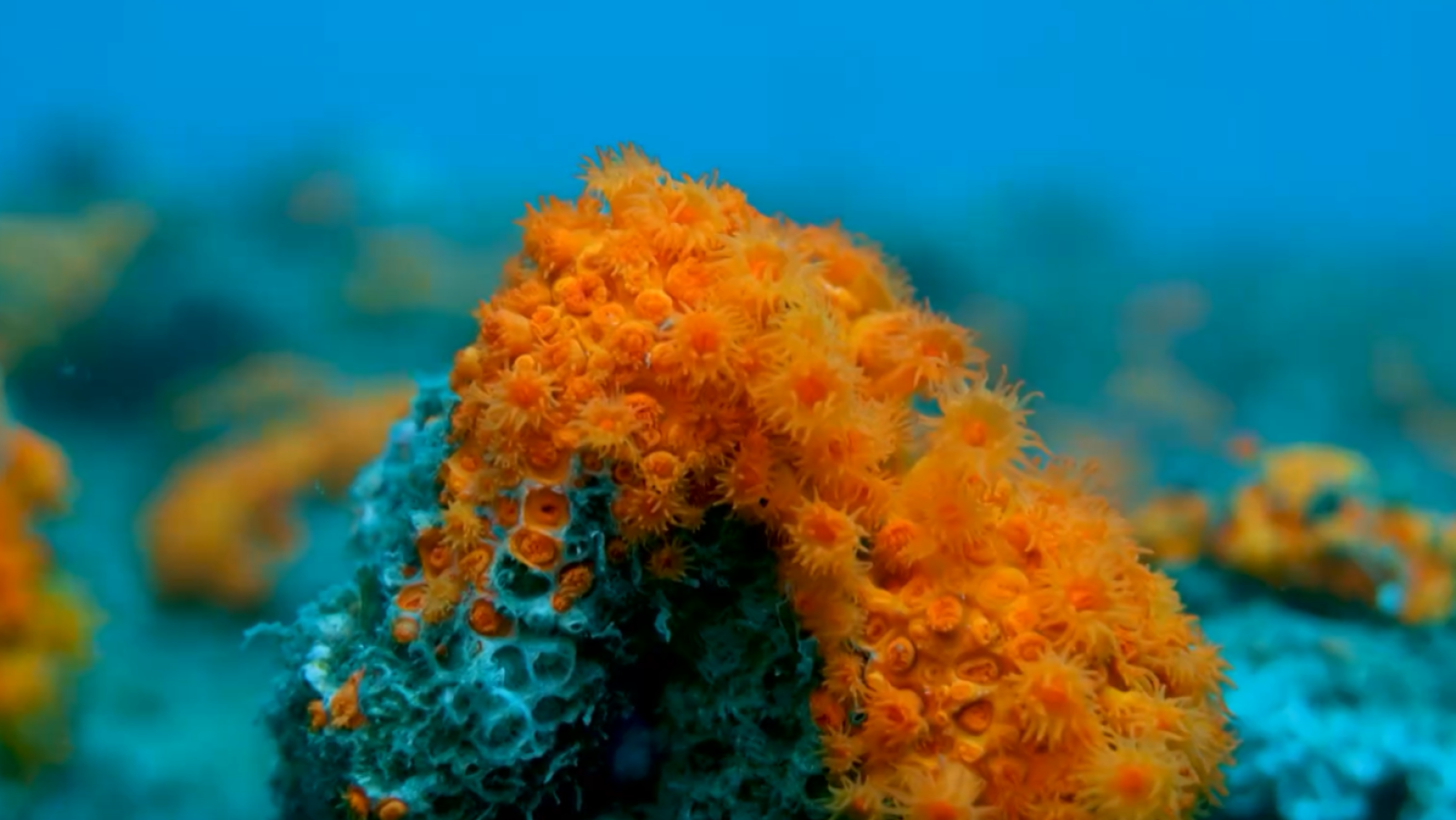 Sembrar corales en el Mediterráneo como proyecto de reforestación | Ver