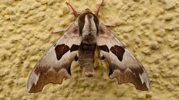 Telediario 1 - Muchas zonas de Madrid se han llenado estos días de polillas gigantes