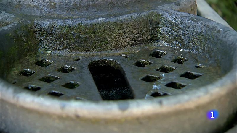 Plaga de mosquits: els embornals dels parcs, nius - L'Informatiu | Veure