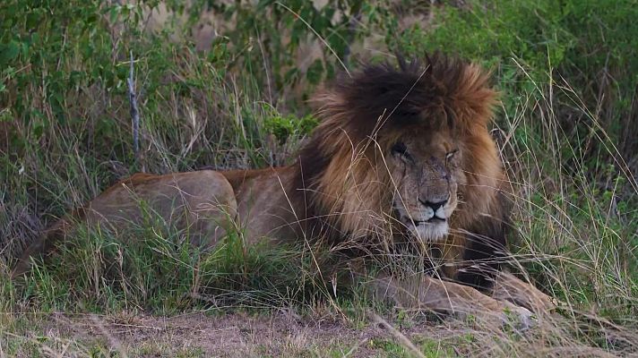 El rey de la sabana - Aceptado por la manada