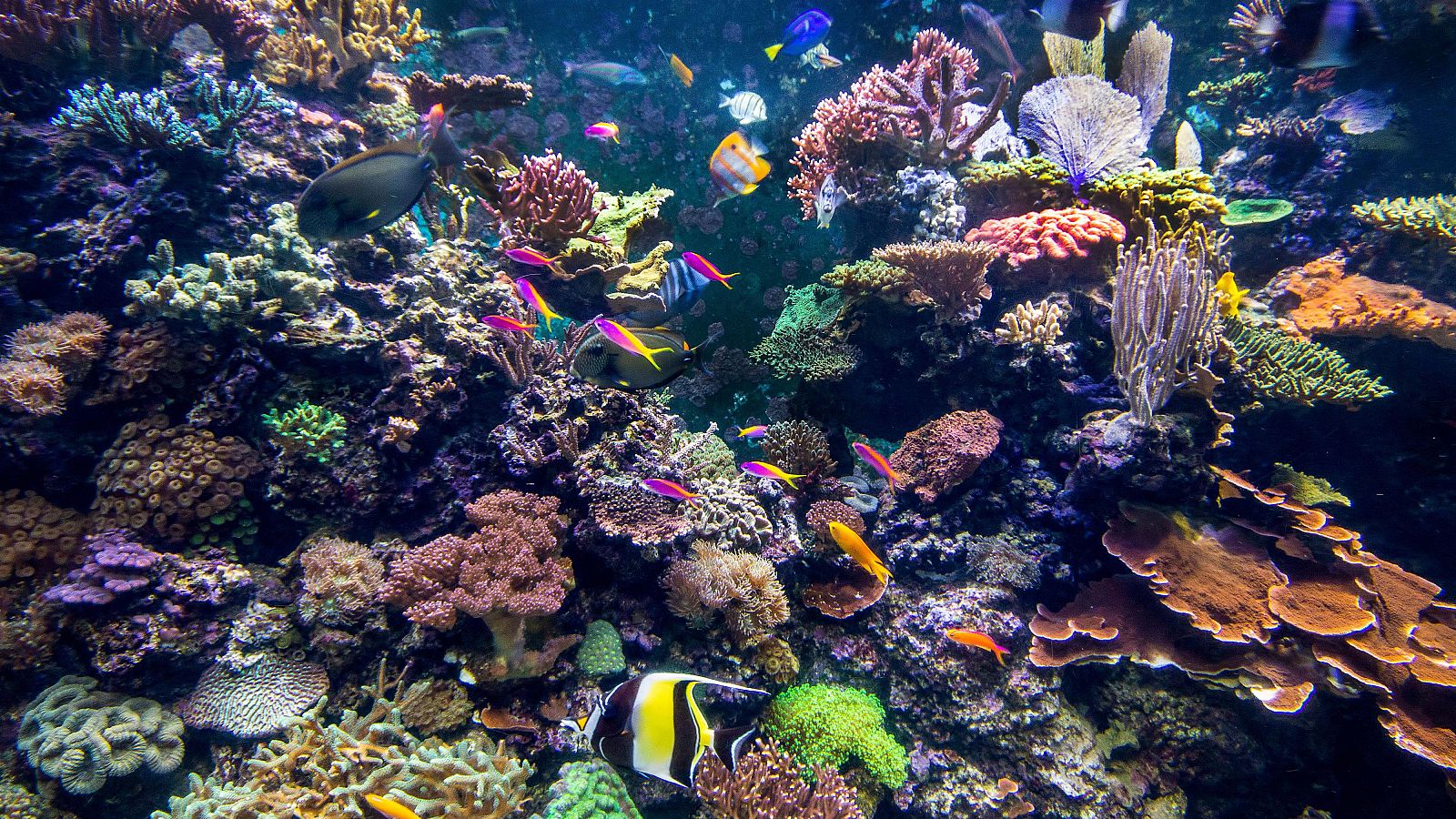 Contaminación y cambio climático amenazan los océanos | Ver