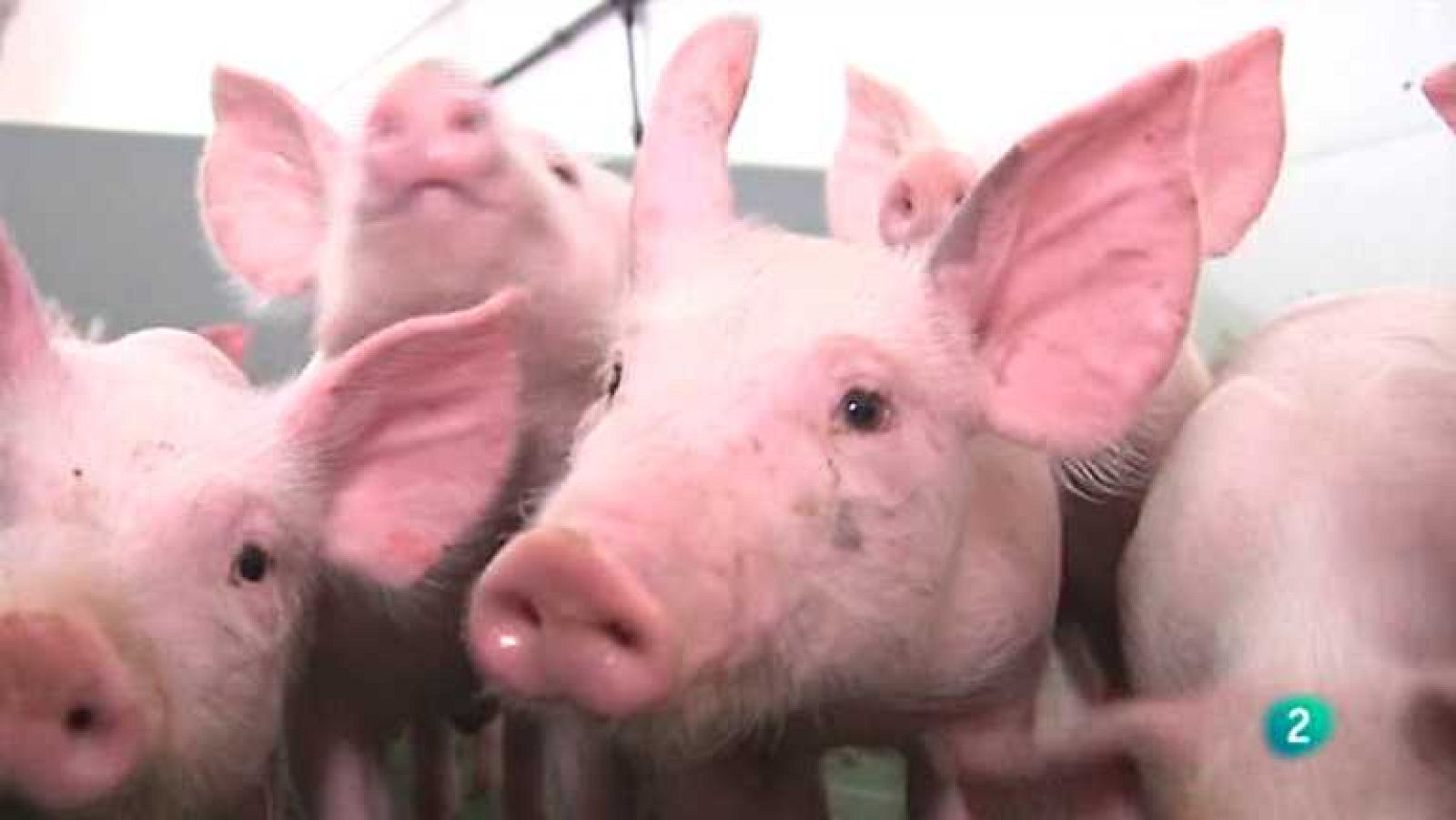 Agrosfera - 15/12/12 - Ver ahora