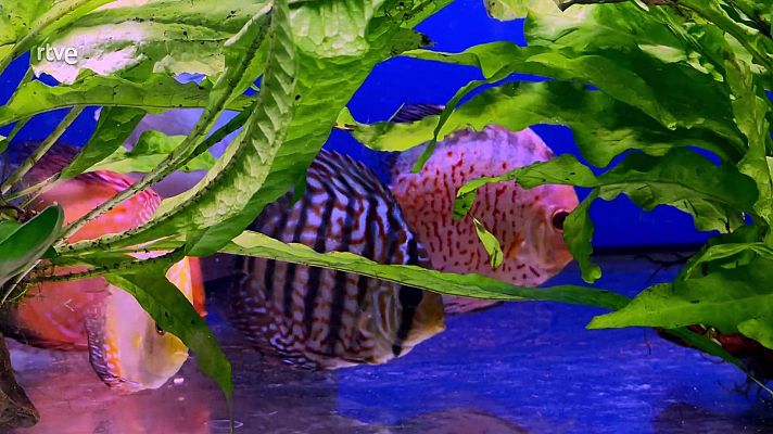 Va de verd - Plantes aquàtiques