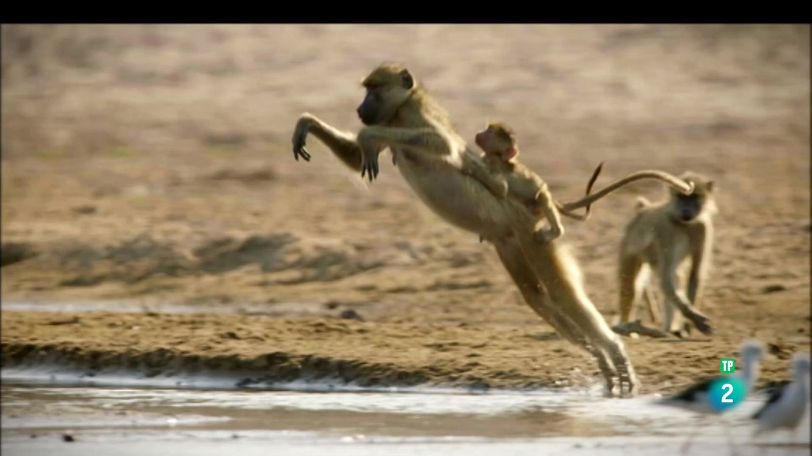 Grans Documentals - Relats de Zàmbia: La manada del riu - Veure ara