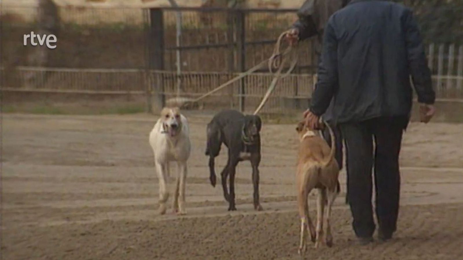 Gossos - Catalunya Avui - Arxiu TVE Catalunya - Catalunya avui | Veure
