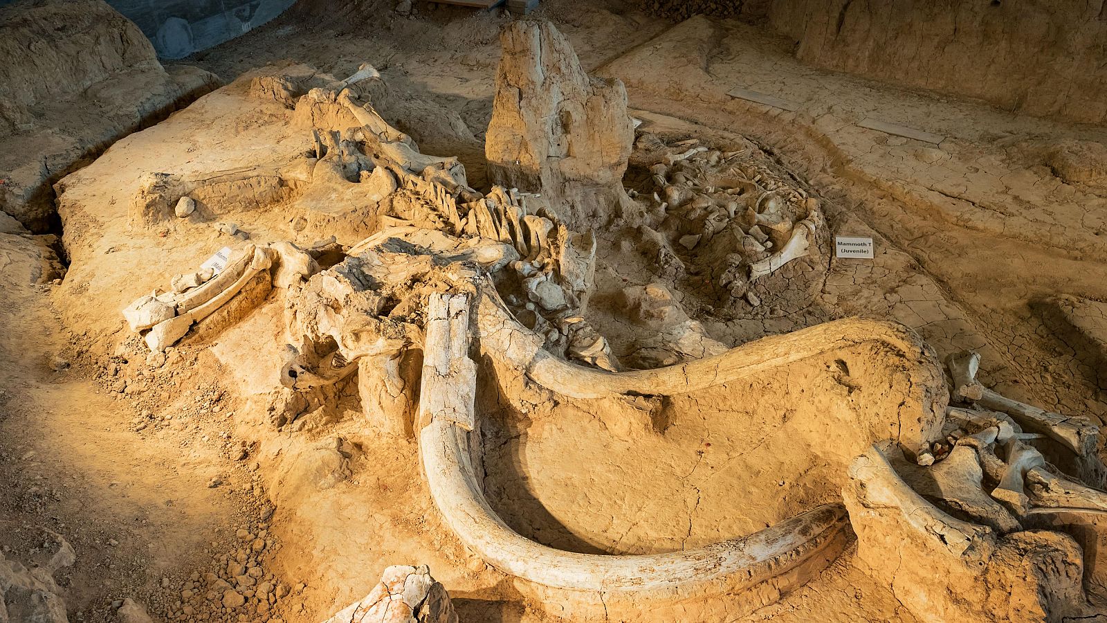 ADN de mamut para combatir a las superbacterias - Telediario 1 | Ver