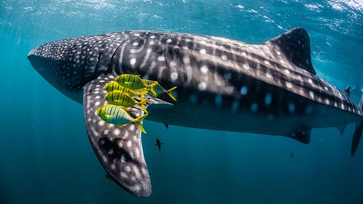 Ningaloo. La maravilla del océano de Australia - Colisiones