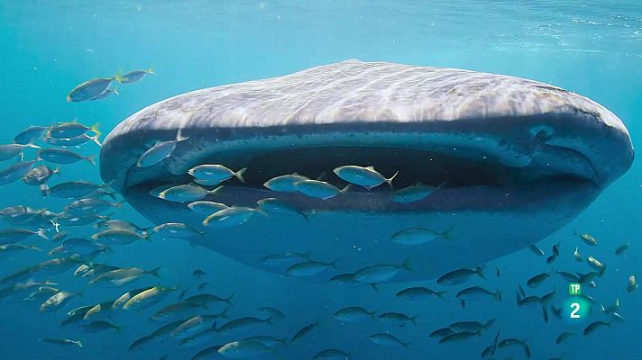 Som Documentals - Ningaloo, la meravella de l'oceà d'Austràlia: Col·lisions