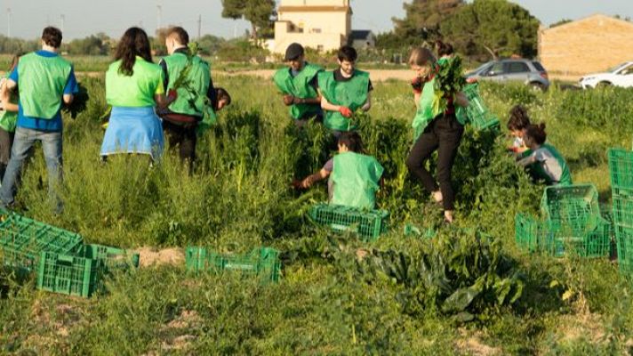 Para todos La 2 - Para Todos La 2 - Espigoladors. Recoger frutas y hortalizas antes de ser desaprovechadas