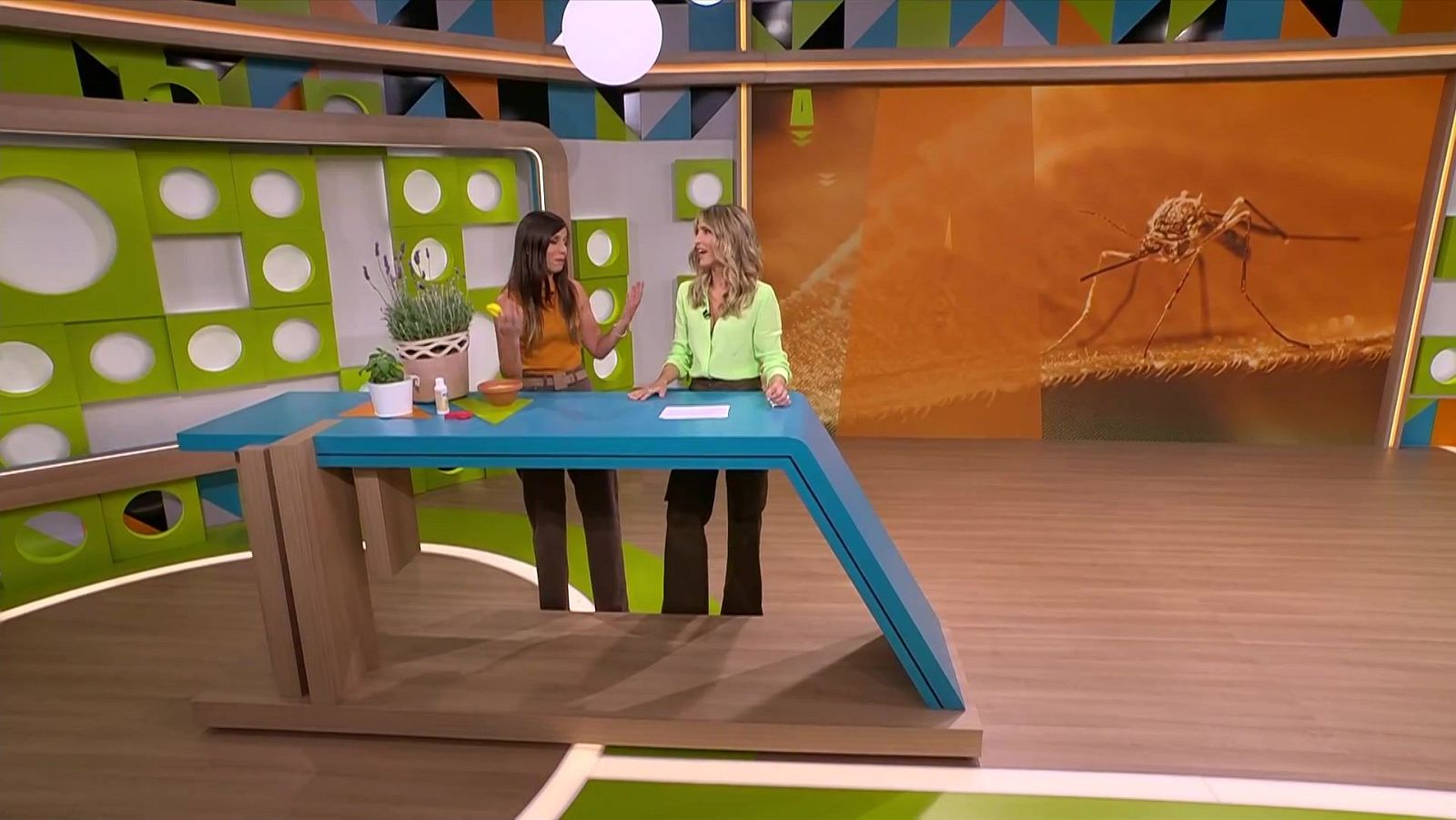 Augmenten les infeccions transmeses per mosquits | L'altaveu - L'altaveu | Veure