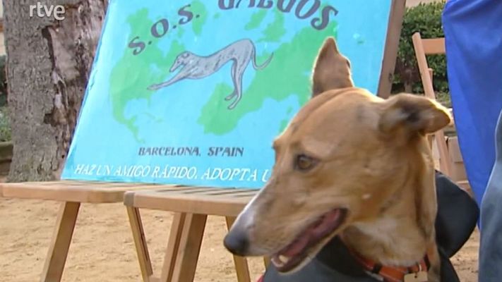 L'Informatiu - 'SOS Galgos' busca qui adopti llebrers dels canòdroms