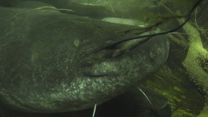 Objetivo Planeta - Siluro, el invasor del Norte